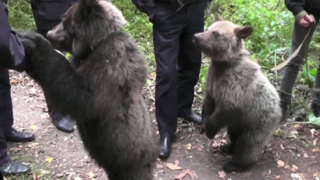 Медведи в подмосковье. Медведь в Подмосковье. Медведь полицейский. Бывает медвежья полиция. Медвежонок Подмосковье полиция.