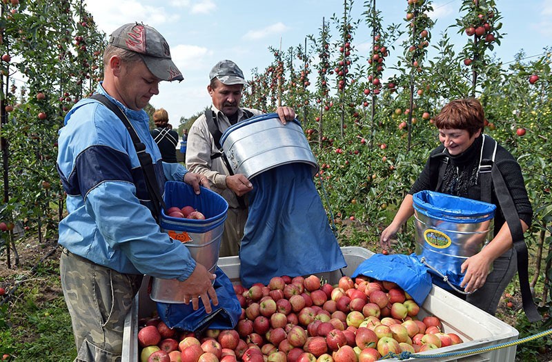В Польше большинство украинцев работают на сельскохозяйственных работах.