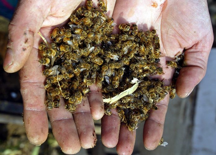 В Англии фиксируется массовый мор медоносных пчёл.