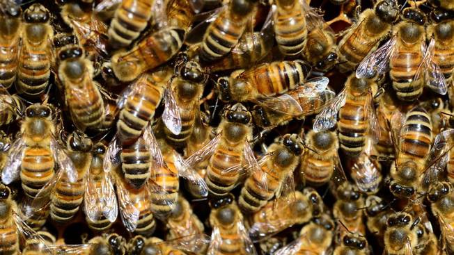 НАТО призывает на военную службу пчёл