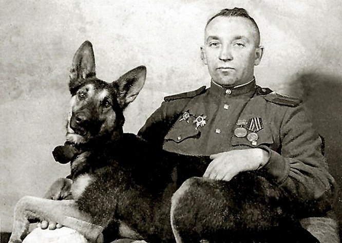 Служебная овчарка Джульбарс в годы Великой Отечественной войны сумела обнаружить более 7.000 мин и 150 снарядов.