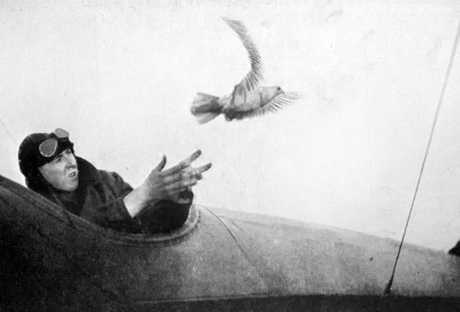 За годы войны почтовыми голубями ВГС РККА было доставлено 150.000 голубеграмм.