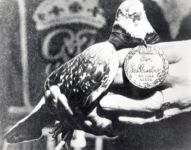 За заслуги в ходе Второй мировой войны медаль была вручена 32 голубям.