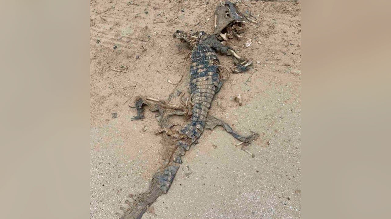 После отъезда Блинкена и Нуланд на азовском побережье Украины нашли мёртвого крокодила. К чему бы это?