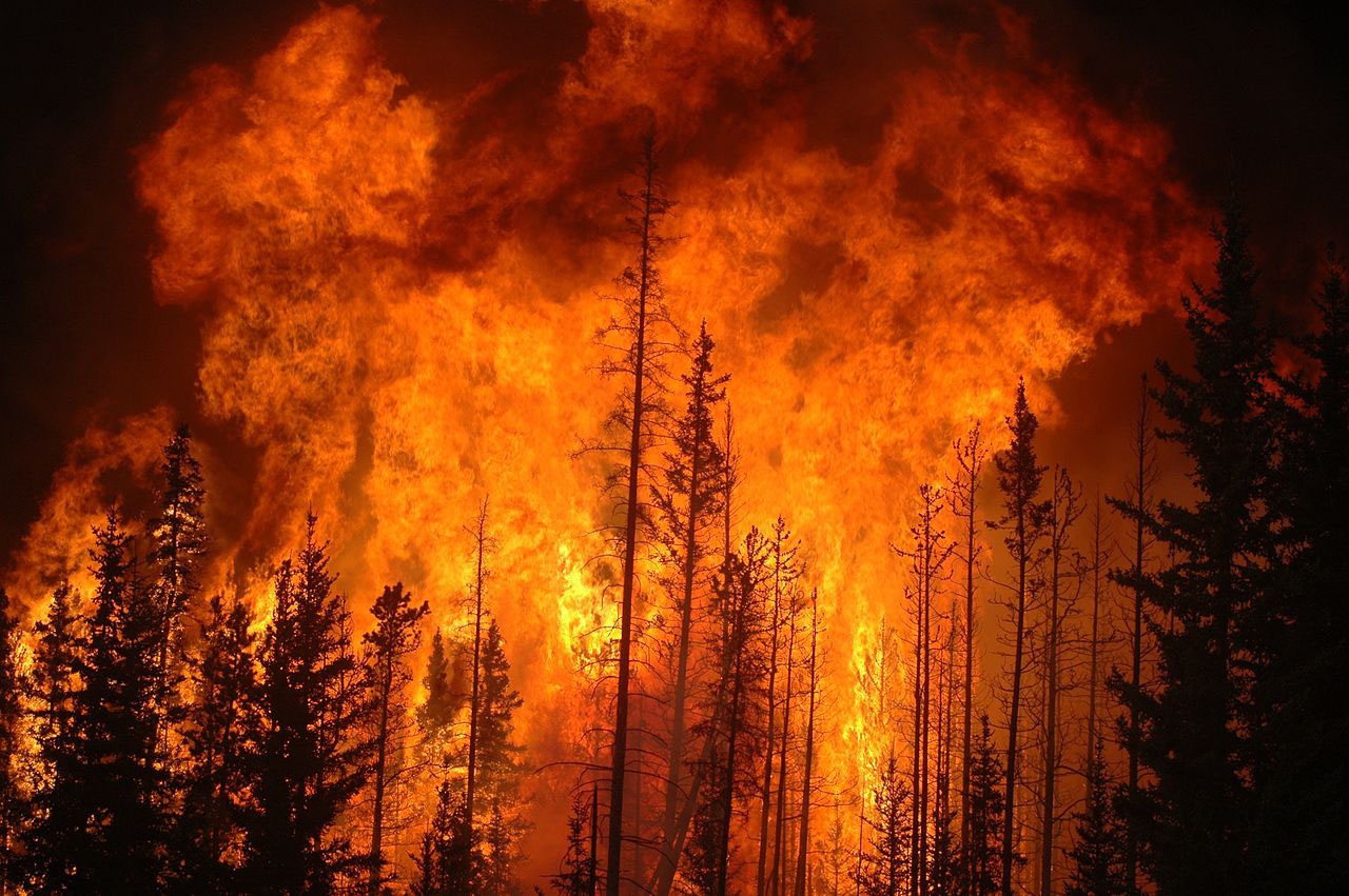 Волна масштабных лесные пожаров, прокатившаяся по всему миру в 2018-2021 гг., не привела Землю к климатическому апокалипсису.
