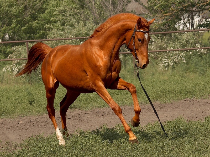 Донскими считаются лошади, несущие долю кровности по чистокровной верховой породе не более 1/4.