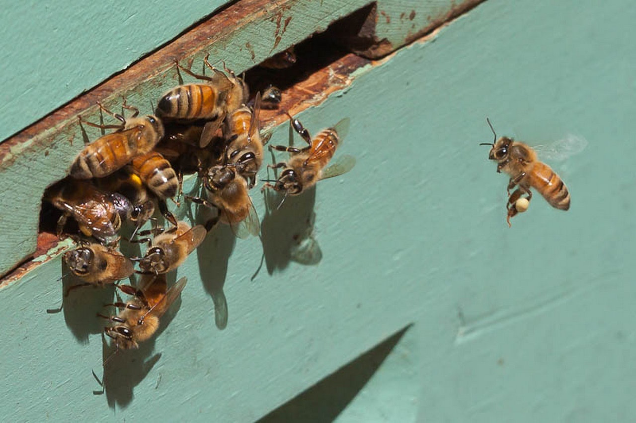 По задумке учёных, пчёлы будут искать не мёд, а мины.