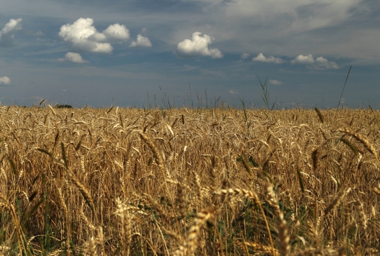 На долю России приходилось около 1/5 мирового экспорта пшеницы.