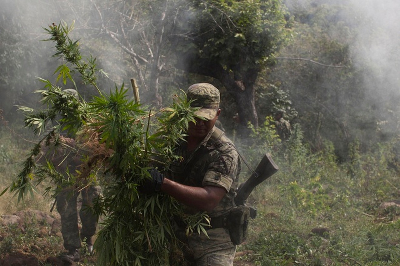 В США легализуют марихуану, а в Мексике военные уничтожают её плантации.