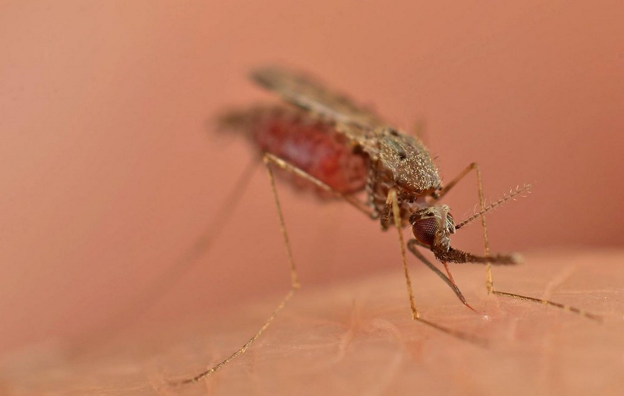 При охлаждении планеты методами геоинженерии может вырваться из-под контроля малярия, что подвергнет риску заражения около миллиарда человек.