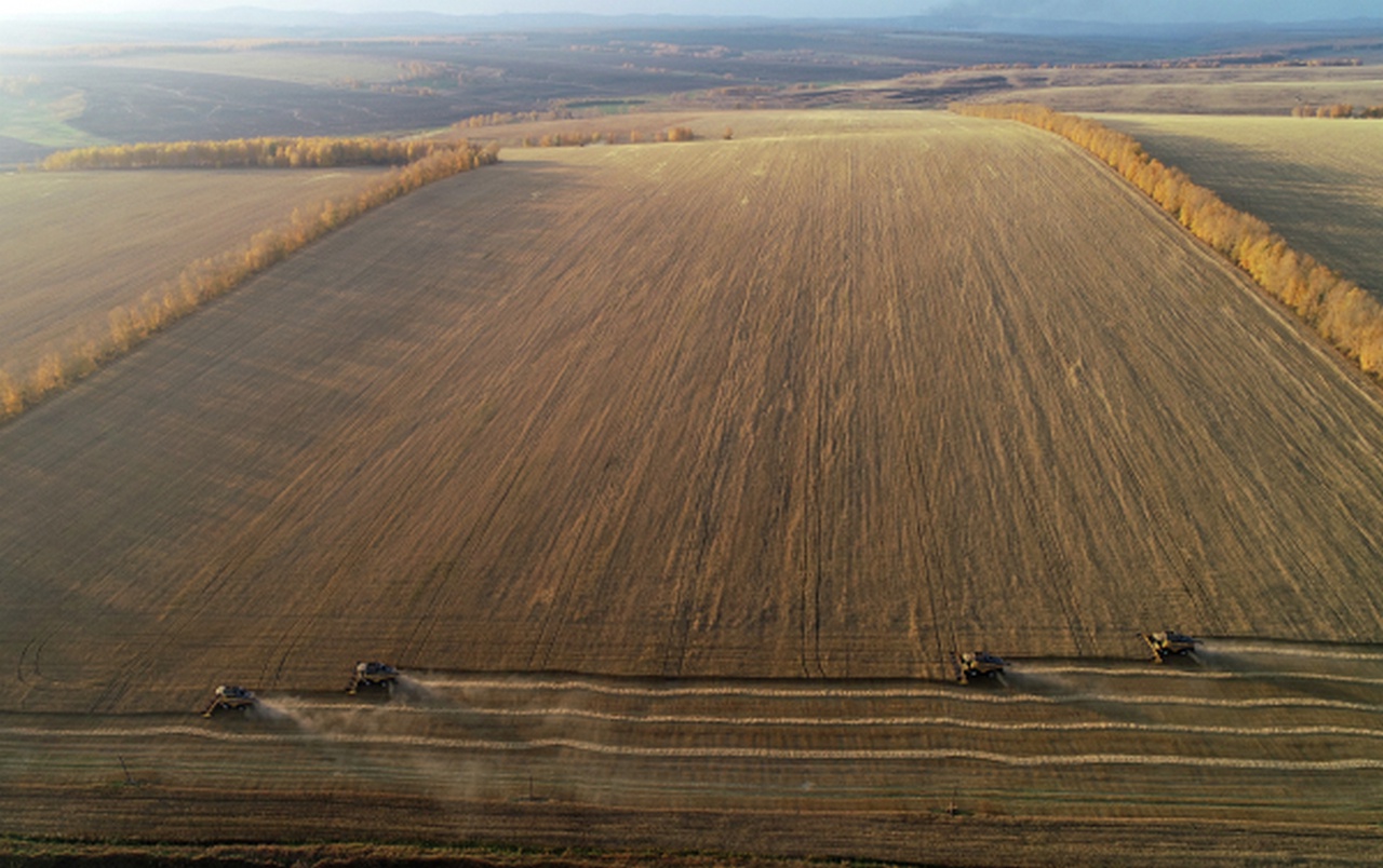 Уборка пшеницы на поле АО «Солгон» в Красноярском крае, осень 2022 г.