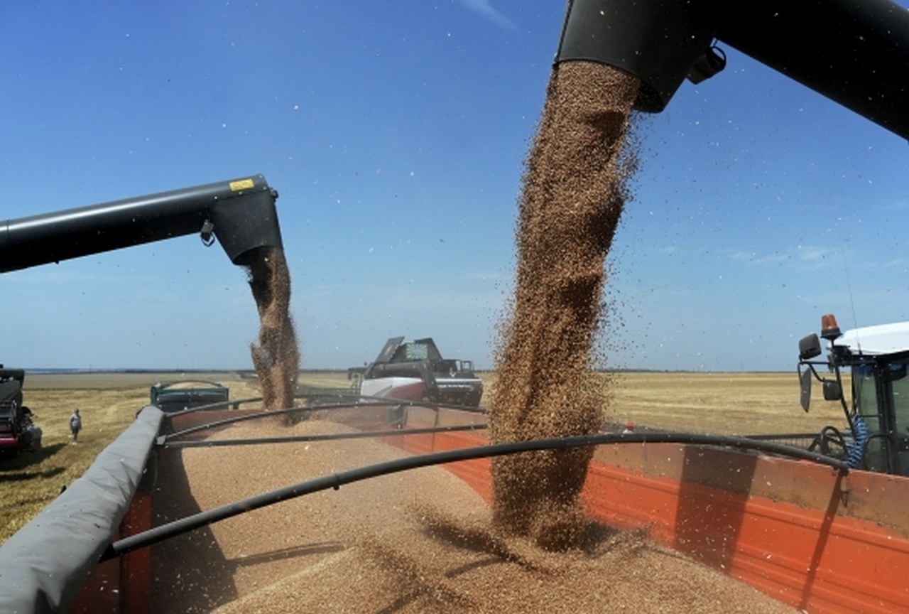 Российское зерно попадает в Африку, причём зачастую бесплатно.