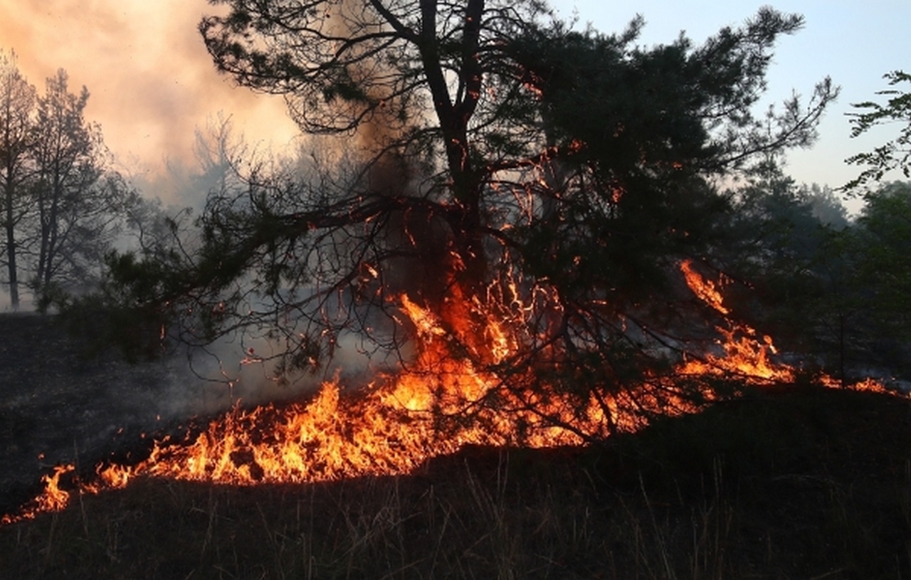Ежегодно огонь уничтожает миллионы гектаров леса.