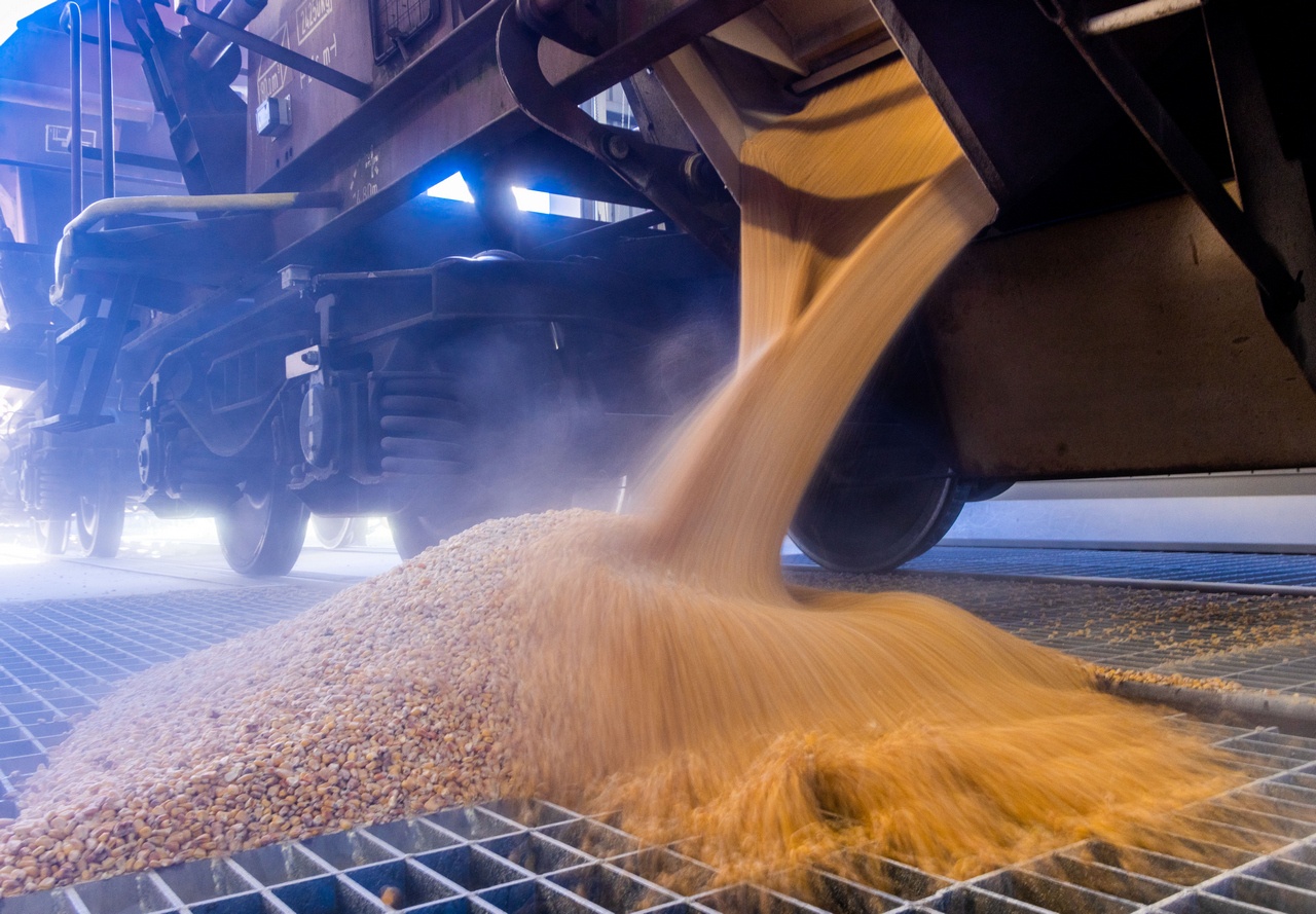 Дешёвое украинское зерно, не отвечающее стандартам ЕС, захлетснуло европейские рынки.