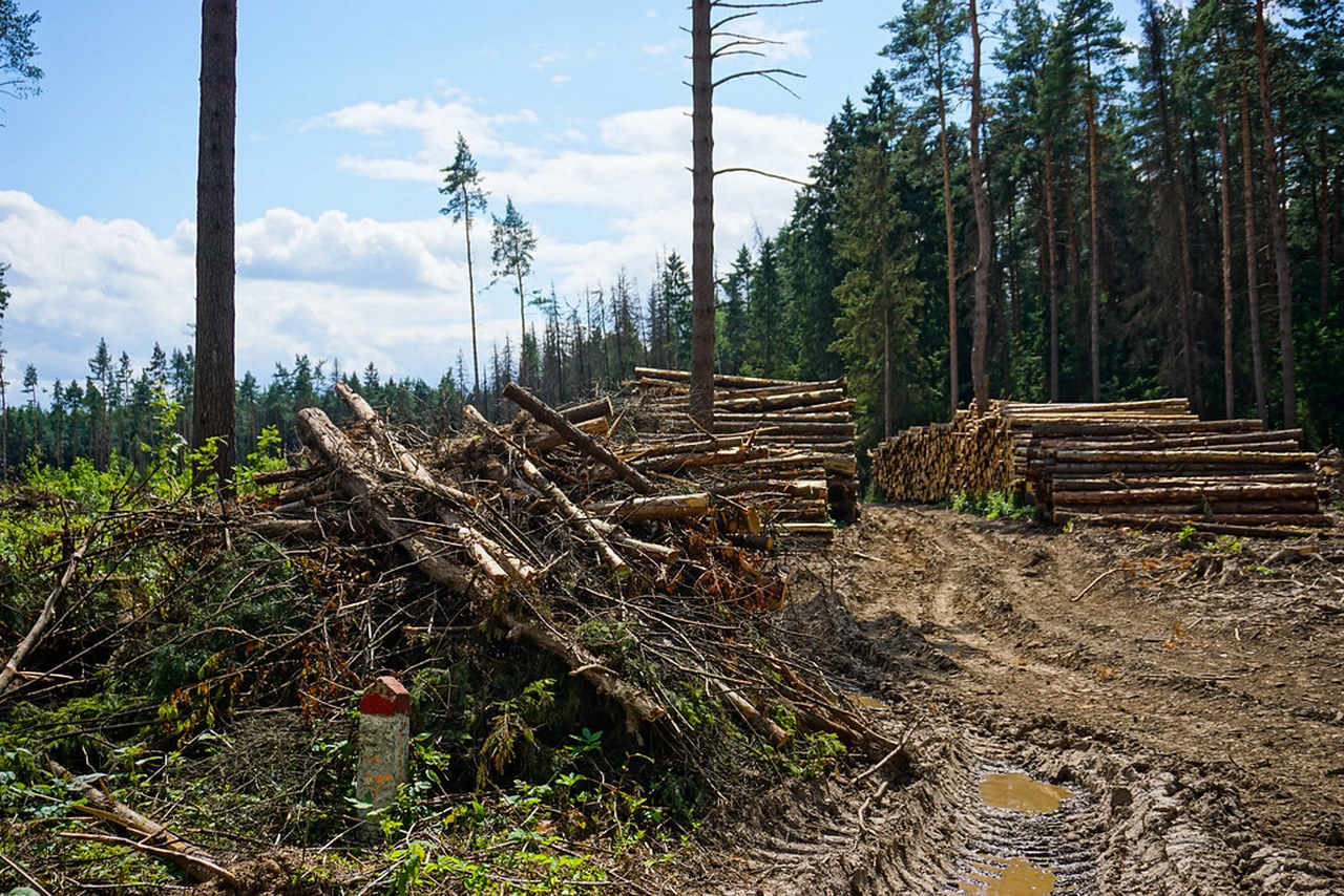 Закон о защите лесов ударит по экономике множества европейских стран.