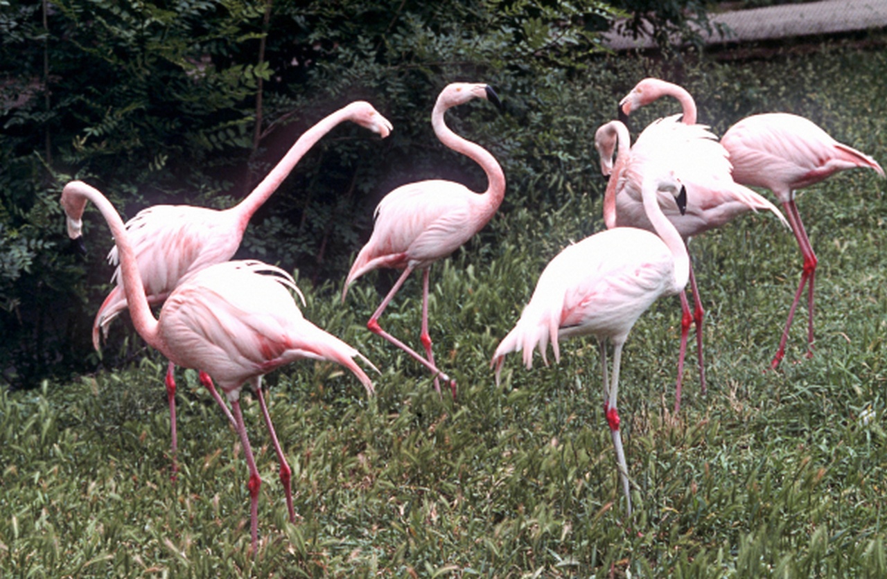 Розовые фламинго в биосферном заповеднике Аскания-Нова.