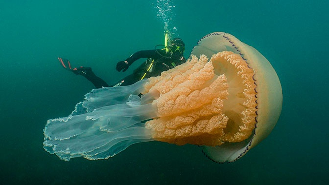 Британские дайверы поплавали с огромной медузой
