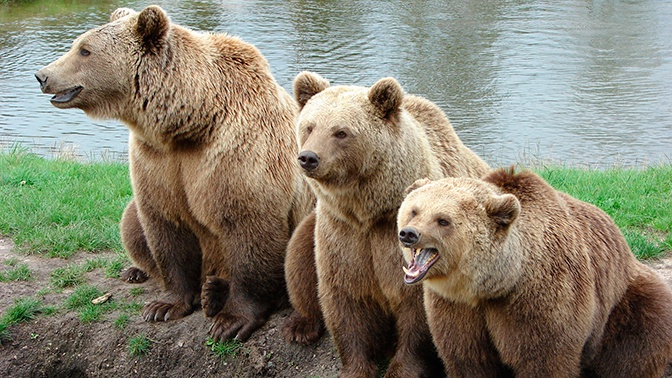 Семьдесят голодных медведей заблокировали туристическую тропу на Камчатке