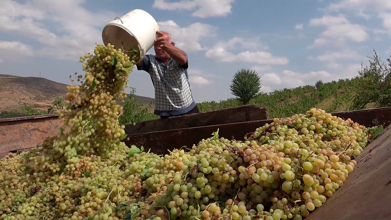 Миротворцы РФ обеспечили безопасный сбор винограда для детей в Карабахе