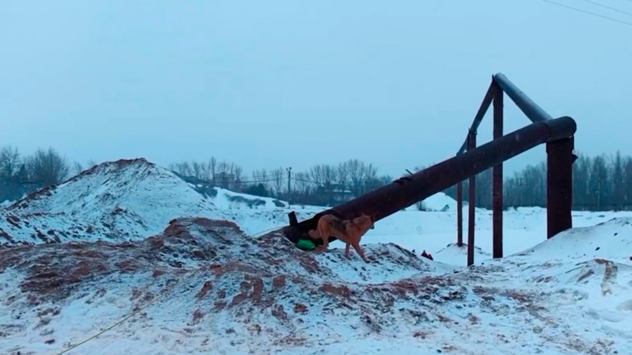 В Нижнем Новгороде спасли пса, больше недели просидевшего в трубе