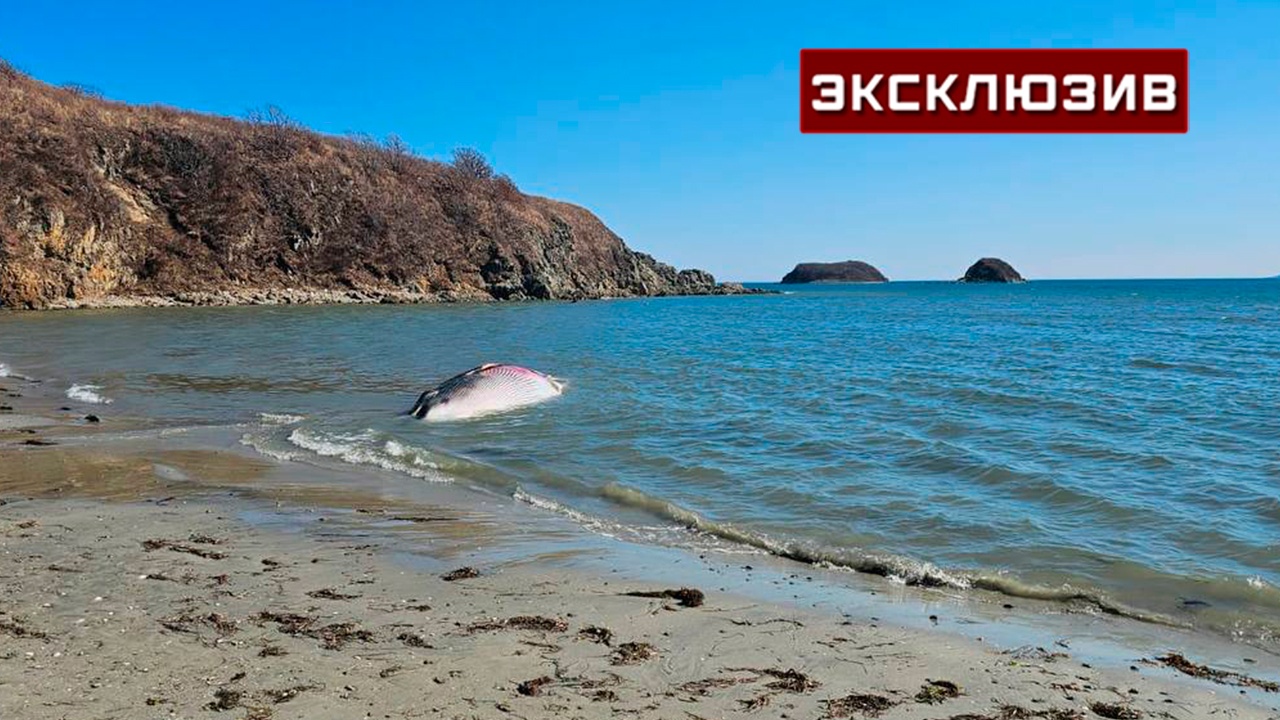 Власти Приморья исключили браконьерство в связи с гибелью китов в бухтах