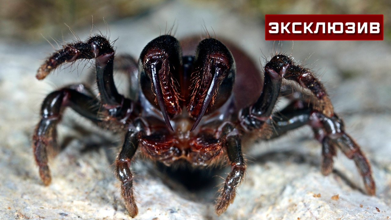 В Госдуме объяснили, кого не коснется запрет на содержание опасных питомцев В Госдуме объяснили, кого не коснется запрет на содержание опасных питомцев