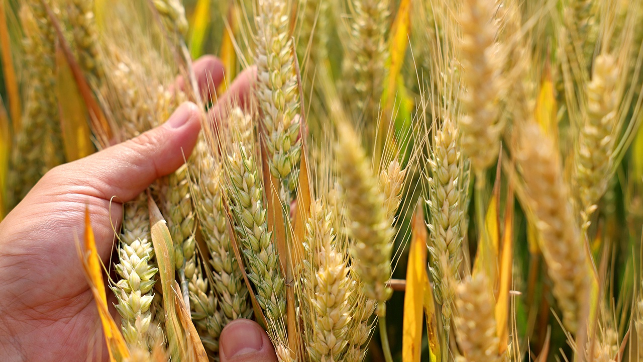 ЕС отменит беспошлинный ввоз украинской сельхозпродукции с 6 июня ЕС отменит беспошлинный ввоз украинской сельхозпродукции с 6 июня