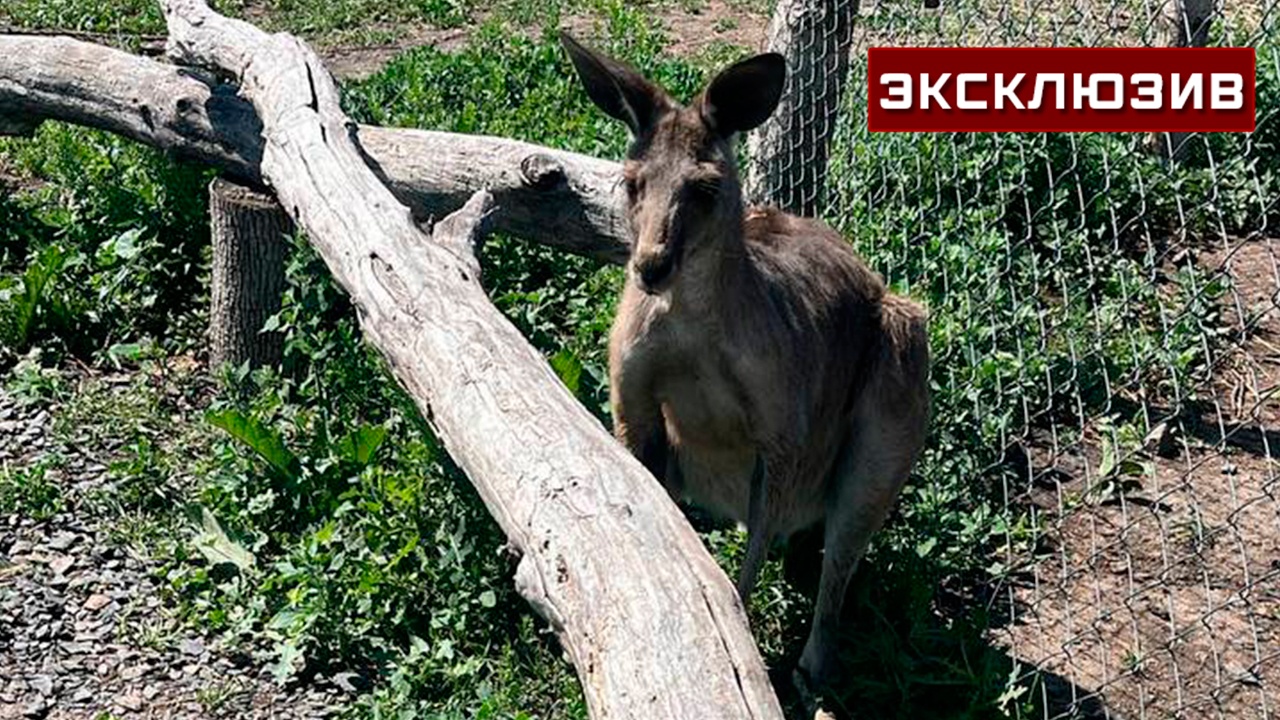 В зоопарке под Ростовом призвали не ловить самостоятельно кенгуру-беглеца В зоопарке под Ростовом призвали не ловить самостоятельно кенгуру-беглеца