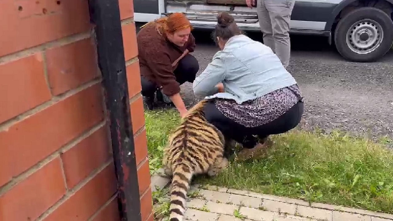 Детенышей тигра и леопарда изъяли у многодетной семьи в Подмосковье Детенышей тигра и леопарда изъяли у многодетной семьи в Подмосковье