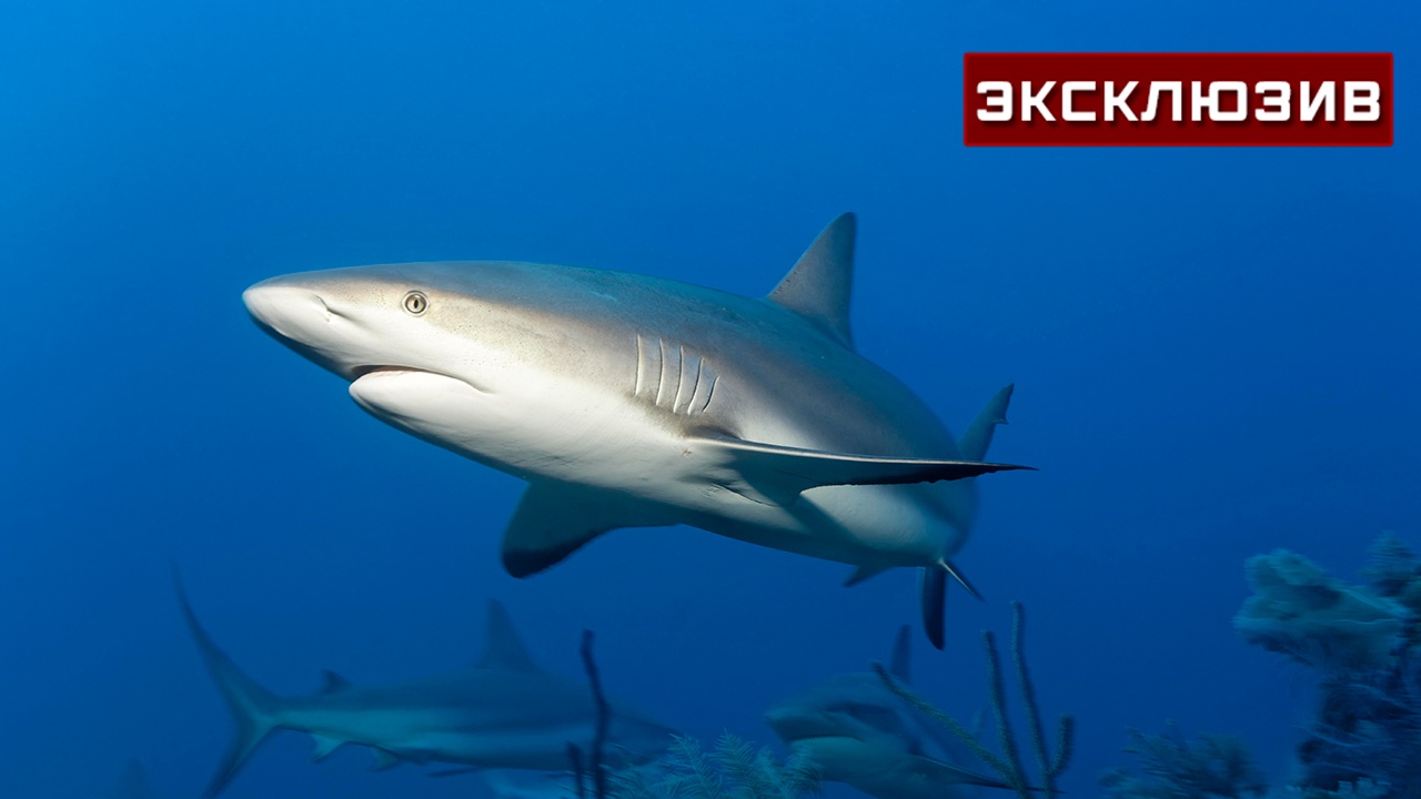 Ихтиолог объяснил причины появления крупных акул у берегов Турции Ихтиолог объяснил причины появления крупных акул у берегов Турции