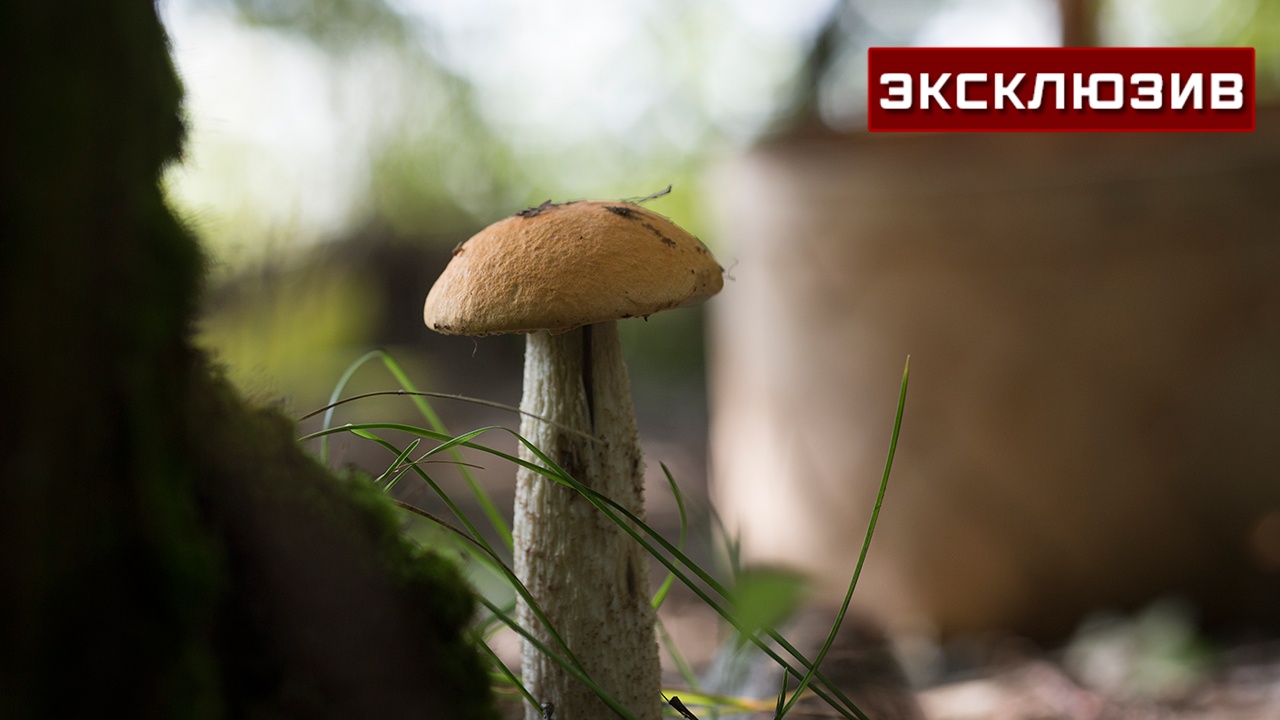 Миколог рассказал, где в Московской области охотиться за лисичками Миколог рассказал, где в Московской области охотиться за лисичками