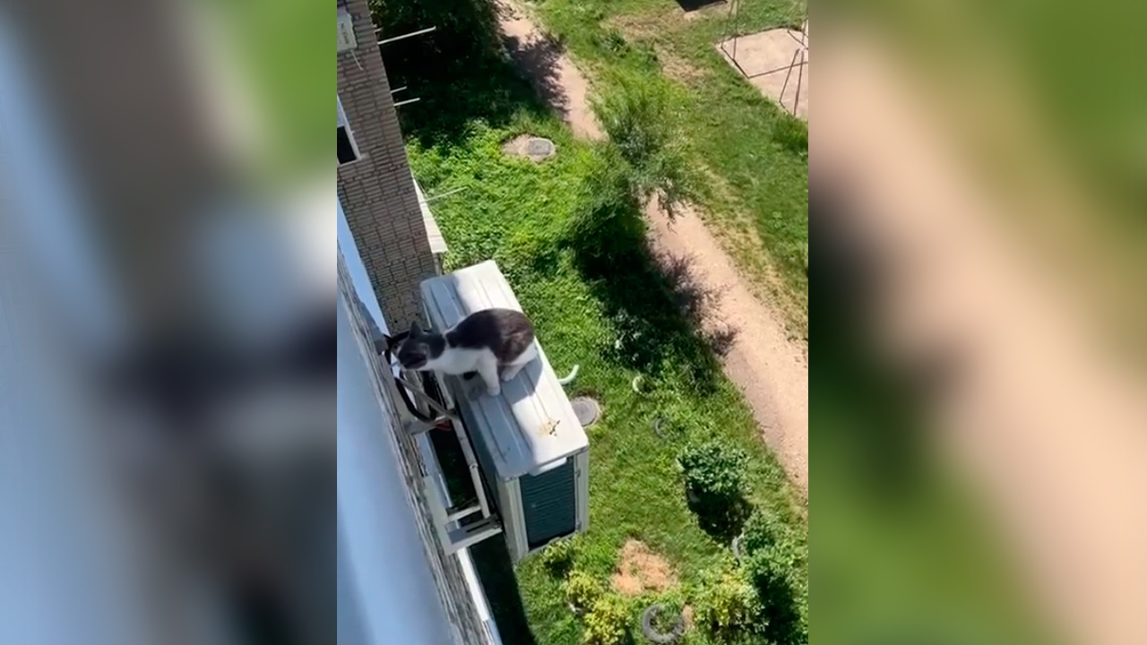 В Биробиджане спасли кошку, зацепившуюся когтями за кондиционер В Биробиджане спасли кошку, зацепившуюся когтями за кондиционер