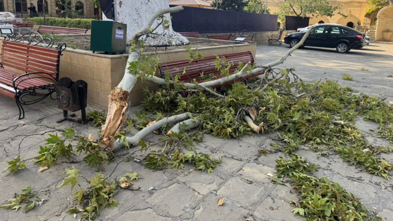 Туристка из Йошкар-Олы погибла после падения ветки в Дербенте Туристка из Йошкар-Олы погибла после падения ветки в Дербенте