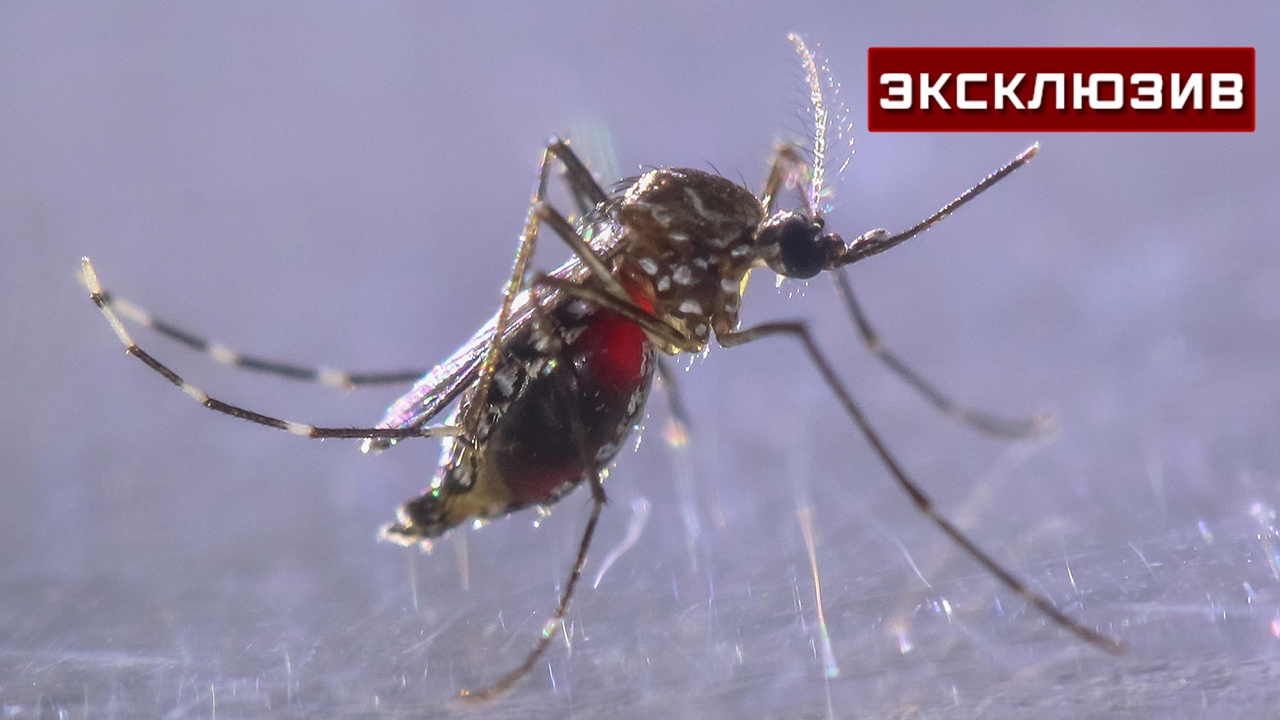 Врач не исключил появление в России китайского вируса чикунгунья Врач не исключил появление в России китайского вируса чикунгунья