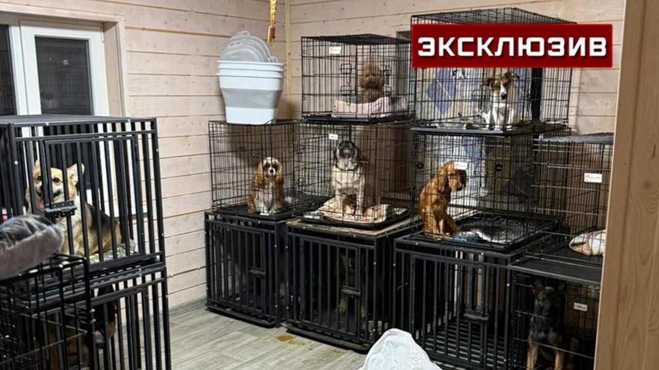 Источник: дело о подмосковной «живодерне» передали в МВД Источник: дело о подмосковной «живодерне» передали в МВД