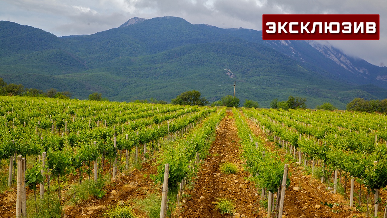 Профессор объяснил, как засуха в Крыму скажется на рынке винограда