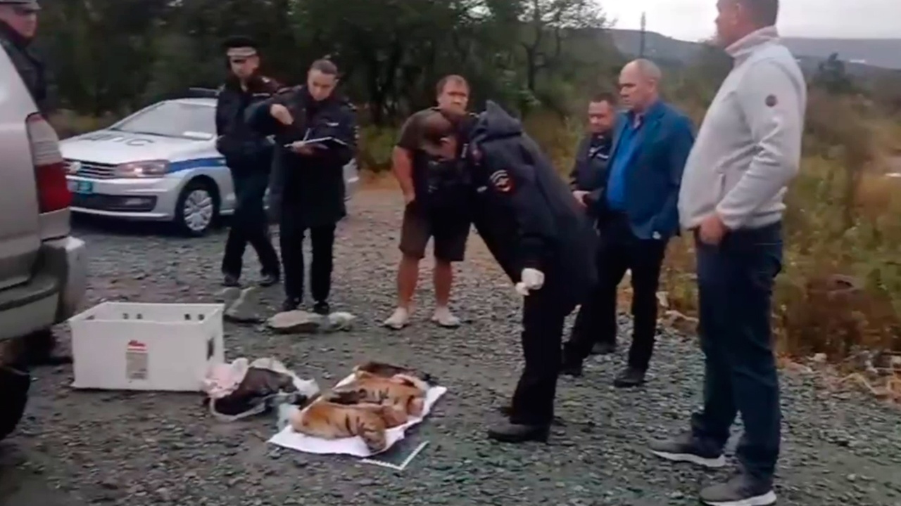 В Приморье остановили машину с отрубленными тигриными лапами в багажнике