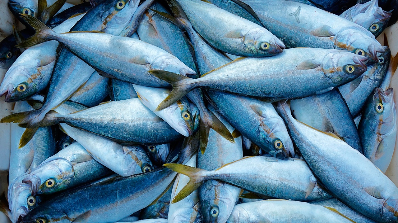 Путин заявил, что россияне недостаточно потребляют рыбу Путин заявил, что россияне недостаточно потребляют рыбу