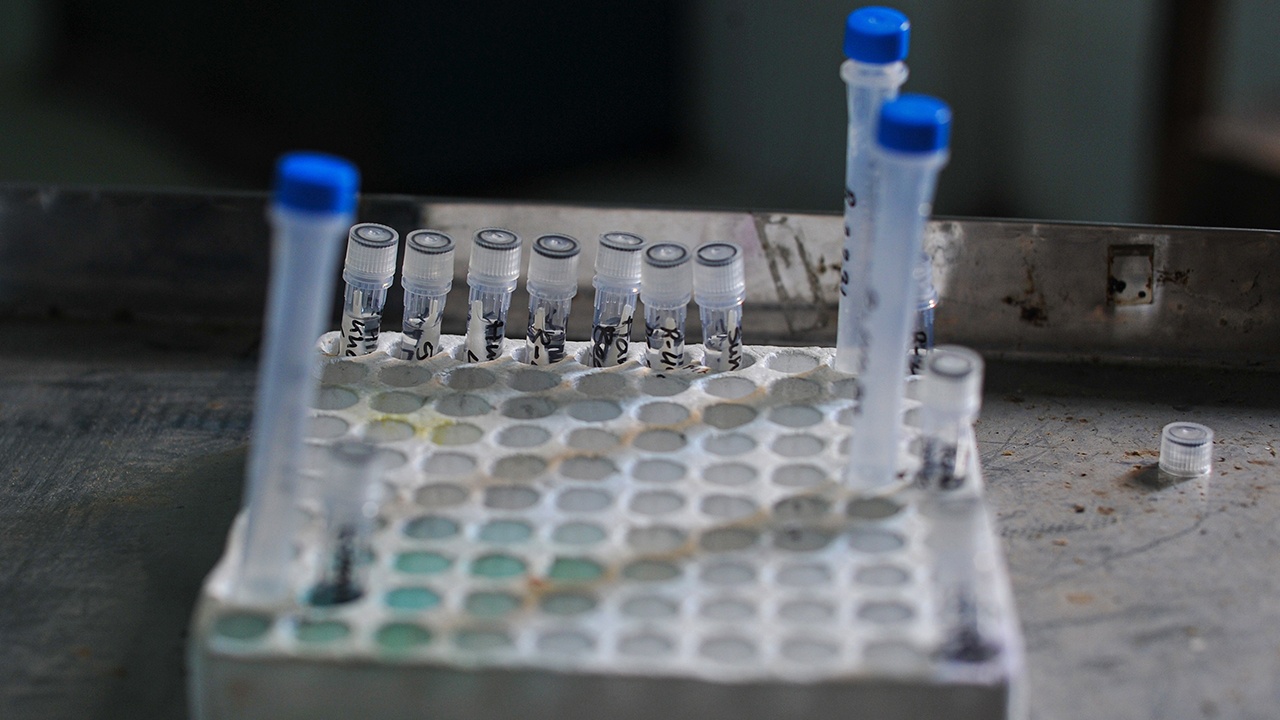 Бразильские ученые нашли новый коронавирус у летучих мышей Бразильские ученые нашли новый коронавирус у летучих мышей