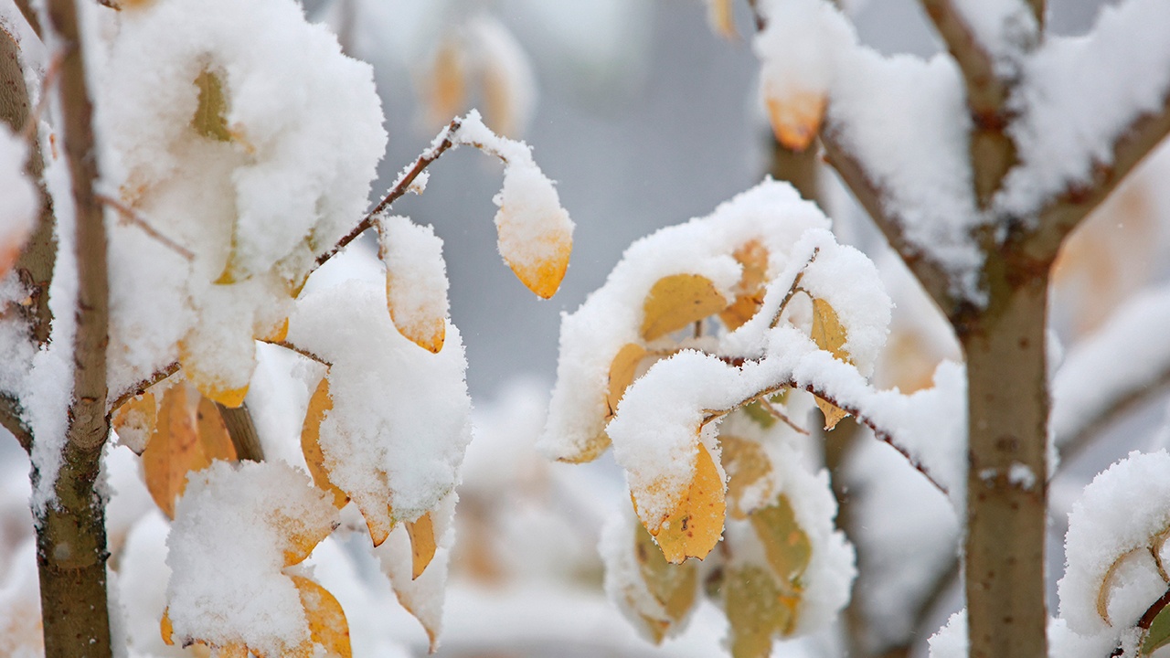 Более половины территории России уже покрыто снегом