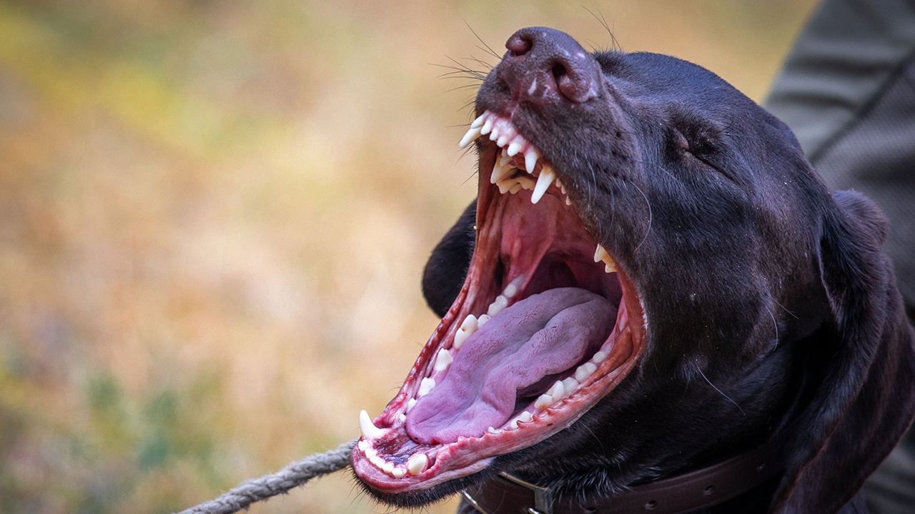 СК завел дело из-за угроз родителям ребенка, которого загрызли собаки СК завел дело из-за угроз родителям ребенка, которого загрызли собаки