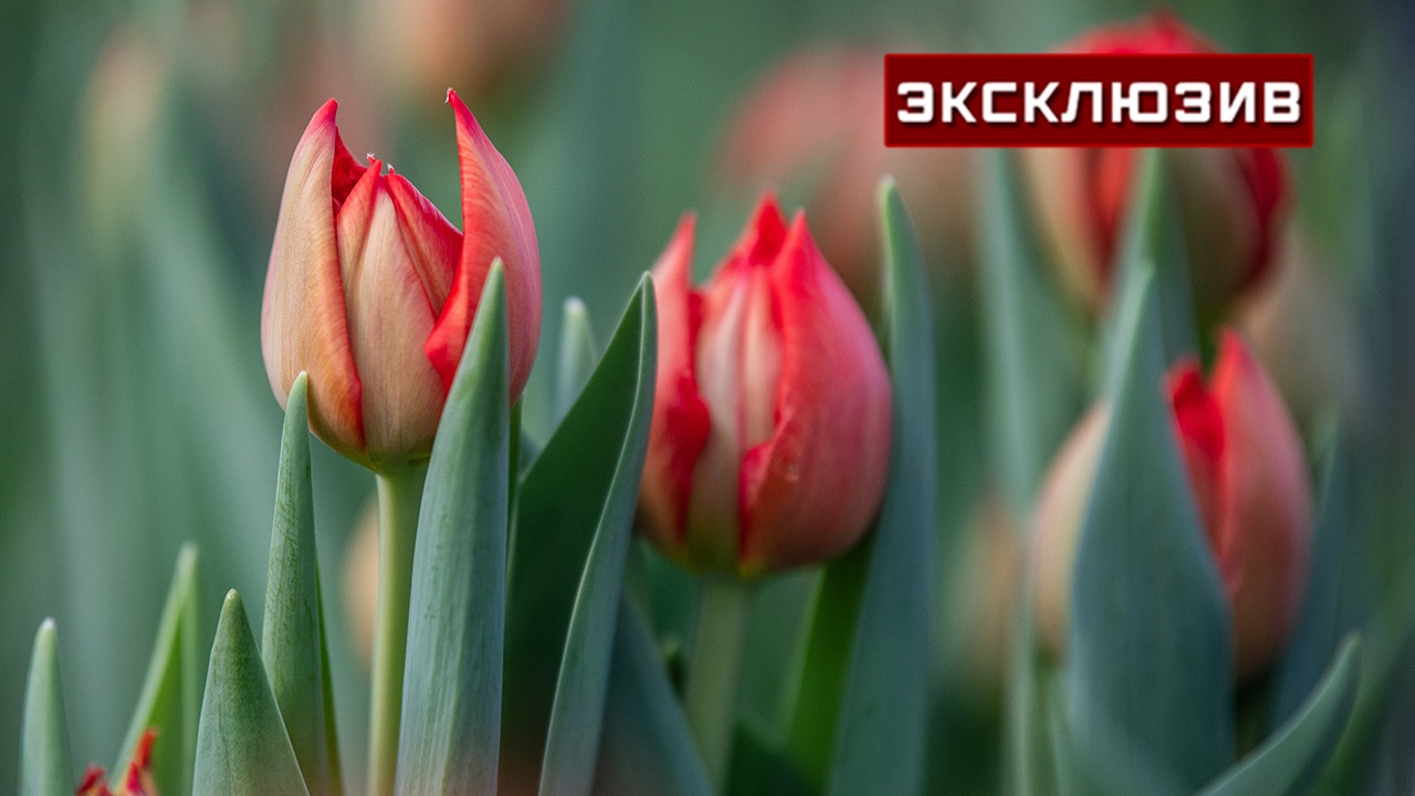 В Союзе садоводов дали совет по сохранению поздних цветов на даче В Союзе садоводов дали совет по сохранению поздних цветов на даче