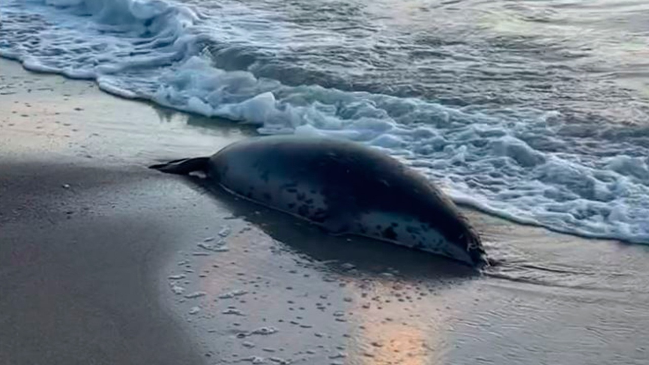 На каспийском побережье обнаружили 112 мертвых тюленей