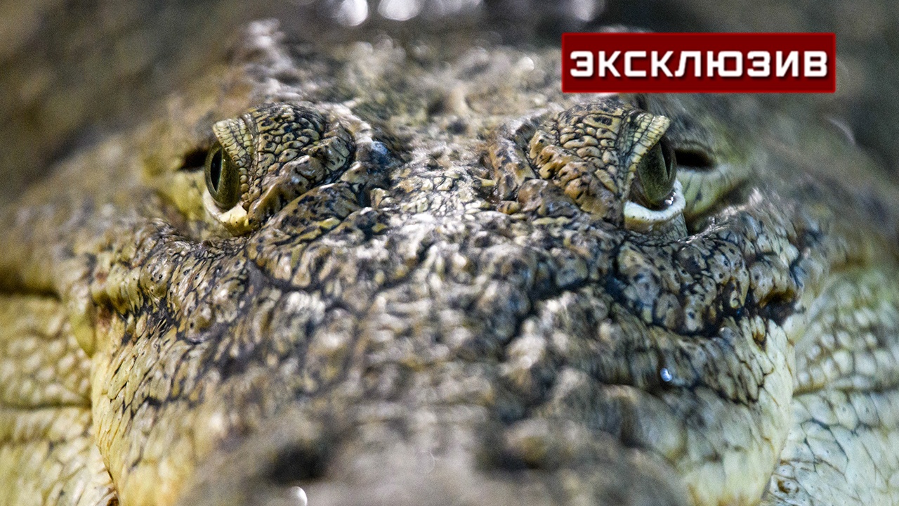 Глава редакции, где 20 лет живет крокодил, рассказал о привычках рептилии