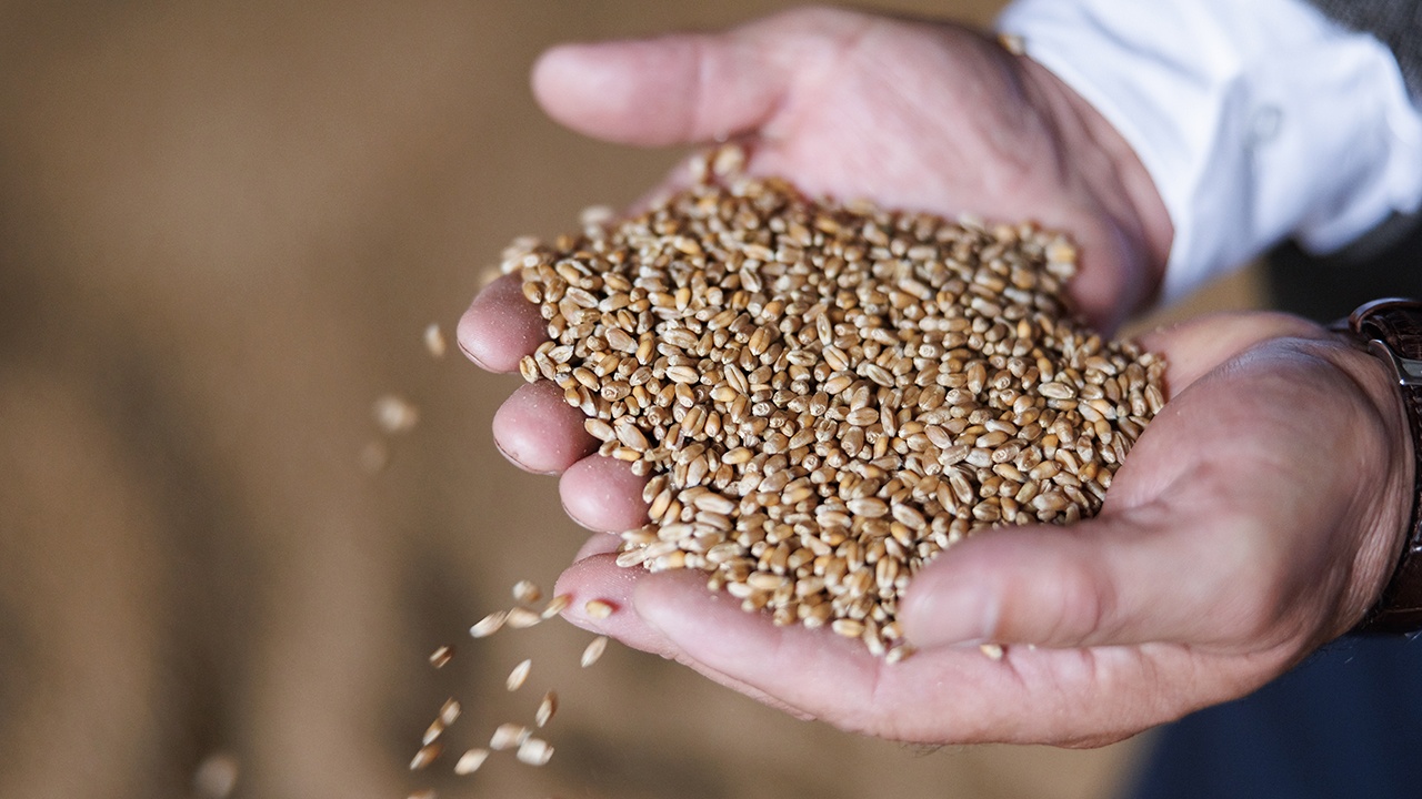 СВР: Армения хочет отказаться от российского зерна в пользу украинского