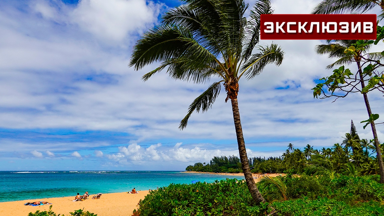 Врач: медузы на любимых россиянами курортах могут убить 30 человек за раз