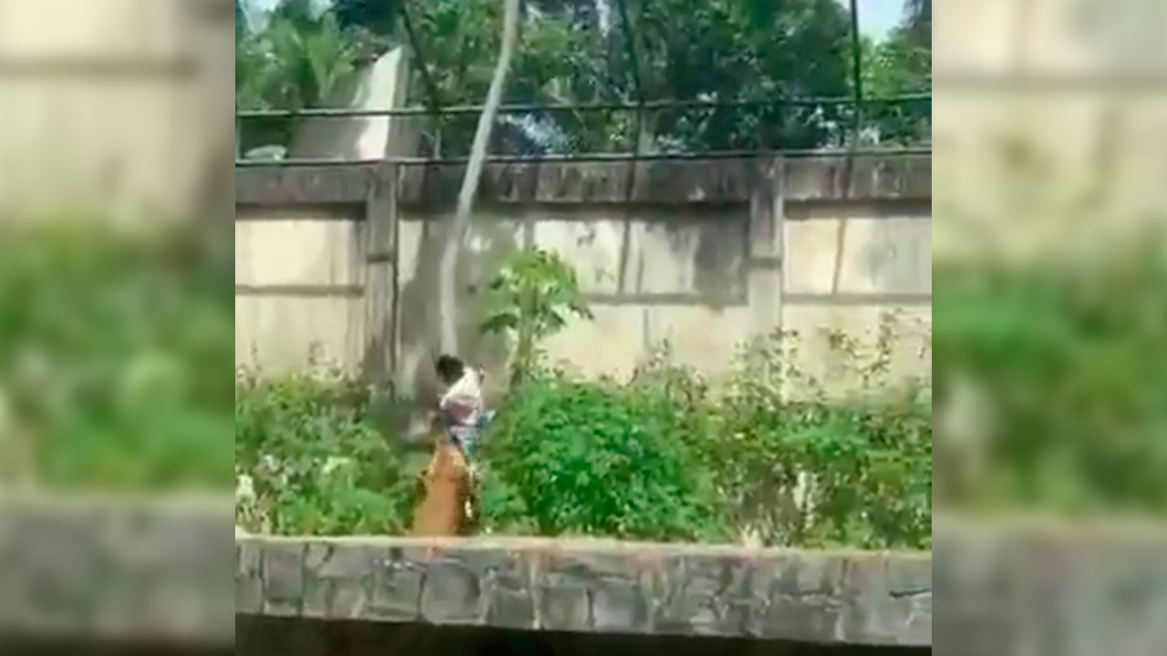 Львица растерзала 19-летнего бразильца, залезшего к ней в вольер