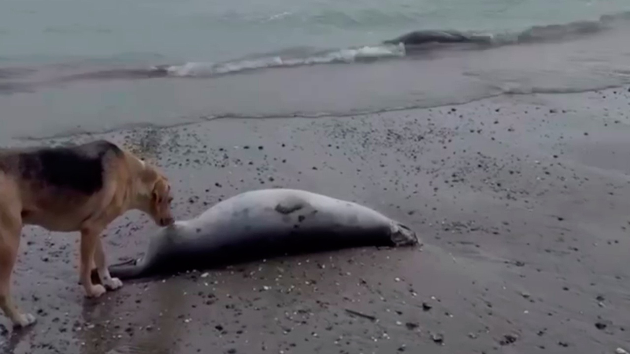 Более 320 мертвых тюленей обнаружено на берегу Каспийского моря