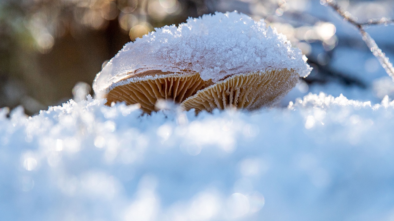 Зимний супергрибной сезон наступил в ряде регионов России