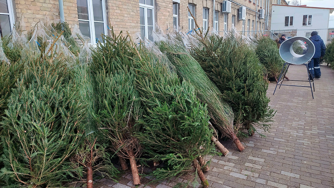 Глава Рослесхоза рассказал, как не ошибиться с выбором елки к Новому году